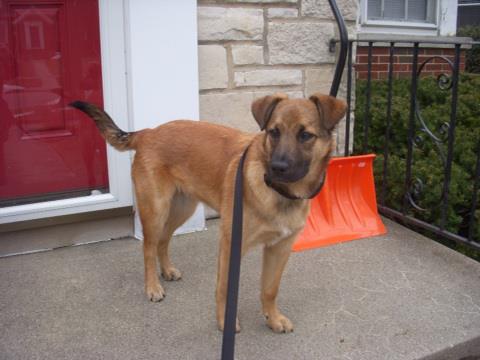 rhodesian ridgeback malinois mix