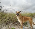 Brandy at the beach looking for a family of her own.