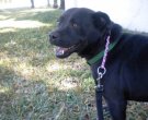 Black, labarador, dog, adopt