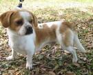 Jack - What's My Puppy?