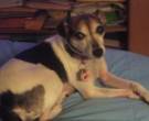 precious marie - What's My Puppy?