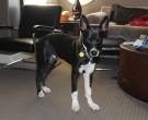 Biggie - What's My Puppy?