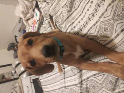 Scooby - What's My Puppy?