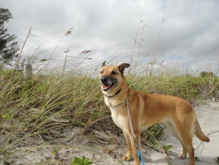 Brandy at the beach looking for a family of her own.