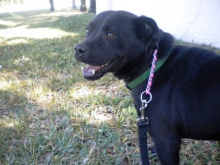 Black, labarador, dog, adopt