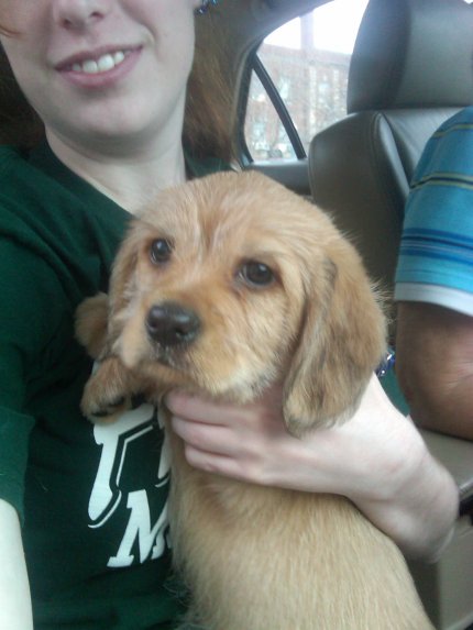 chow golden retriever mix puppies. Golden Retriever mix. Lab mix