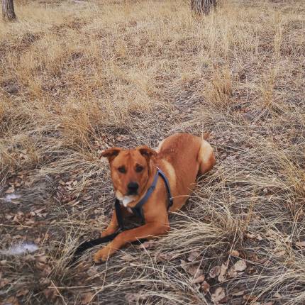 Frodo - What's My Puppy?