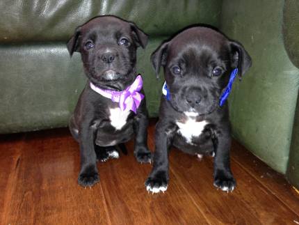 Are Zelda and Zeus Boxer Puppies?  - What's My Puppy?