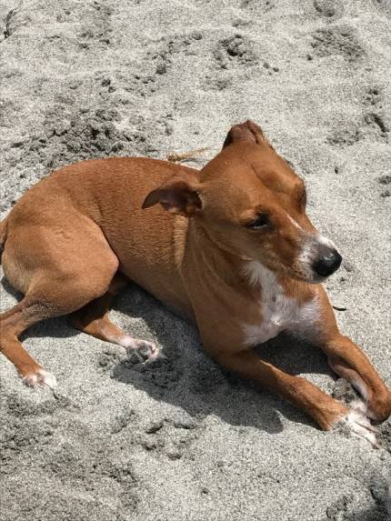 Earl Grey - What's My Puppy?