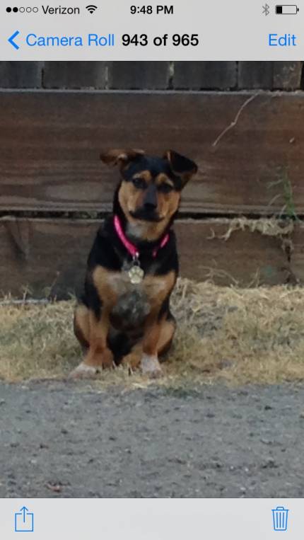 Riley - What's My Puppy?