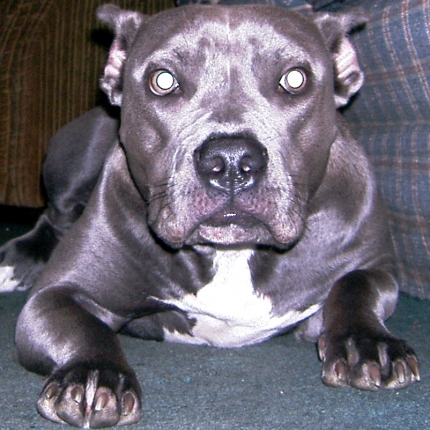 blue nose pitbull boxer mix