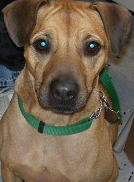 carolina dog mix