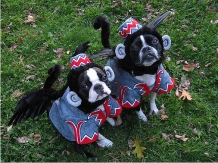 Flying Dog Monkeys